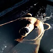 На память: Нарды под стеклом «Медведь» — фотография 2